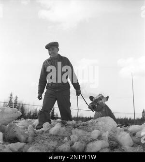 Naturkatastrophe in den 1940er Jahren. Im Frühsommer, den 20-23. Mai 1944, überflutete das Wasser im Fluss Torne älv aufgrund einer Eismasse, die das Wasser 3,5 Meter höher als normal dämpfte. Die Konsequenzen waren schwerwiegend. Auf dem umliegenden Gelände wurden Meter Eis zurückgelassen, als das Wasser ablief und die Bauernhäuser und die Felder zerstörte. Die Hauptstraße, die soeben von der Eisdecke entfernt wurde und von einem lokalen Bauern geführt wird, führt eine seiner Kühe in der Nähe des Dorfes Korpikylä bei Skogskärr Kristoffersson Ref. H133-3 Stockfoto