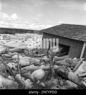 Naturkatastrophe in den 1940er Jahren. Im Frühsommer, den 20-23. Mai 1944, überflutete das Wasser im Fluss Torne älv aufgrund einer Eismasse, die das Wasser 3,5 Meter höher als normal dämpfte. Die Konsequenzen waren schwerwiegend. Auf dem umliegenden Gelände wurden Meter Eis zurückgelassen, als das Wasser ablief und die Bauernhäuser und die Felder zerstörte. Das Dorf Korpikylä in der Nähe von Skogskärr und ein Blick auf einen zerstörten Schuppen und die Eisschlösser, die die Felder mit Trümmern bedecken. Kristoffersson Ref. H123-6 Stockfoto