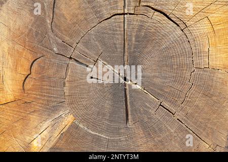 Nahaufnahme eines Stamms mit seinen Baumringen. Stockfoto