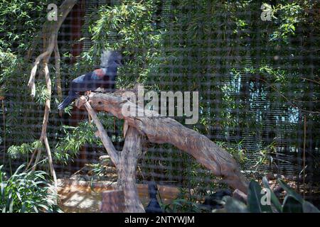 Westliche Taube über einem Holzklotz in einem großen Käfig. Stockfoto