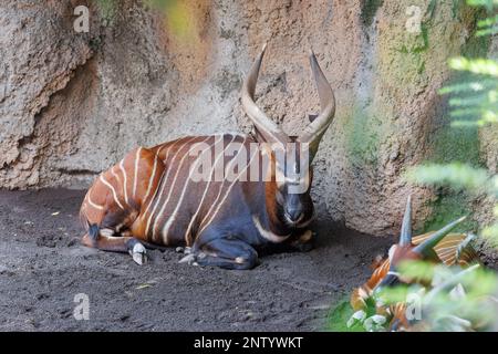 Der östliche Bongo - Tragelaphus eurycerus - ein pflanzenfressender nachtaktiver Waldhufer mit auffälligem rötlich-braunem Mantel und Spiralhörnern. Stockfoto