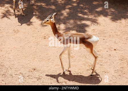 Die Dama Gazelle - Nanger Damm - auch bekannt als Addra Gazelle oder Mhorr Gazelle. Stockfoto