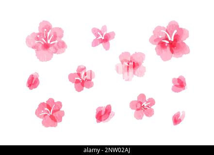 Aquarelle Sakurenblüte, Kirschblüten und Knospen Stock Vektor
