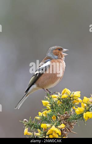 Chaffinch (Fringilla coelebs) Männchen singt auf blühendem Common Gorse (Ulex europaeus) Suffolk UK GB Februar 2023 Stockfoto