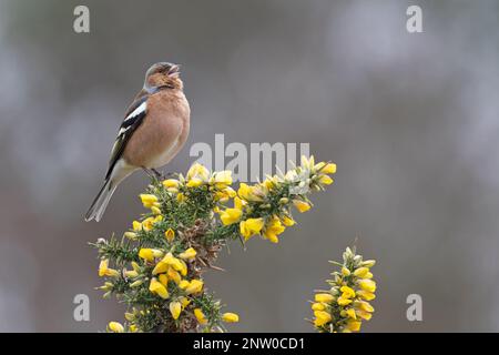 Chaffinch (Fringilla coelebs) Männchen singt auf blühendem Common Gorse (Ulex europaeus) Suffolk UK GB Februar 2023 Stockfoto