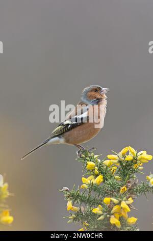 Chaffinch (Fringilla coelebs) Männchen singt auf blühendem Common Gorse (Ulex europaeus) Suffolk UK GB Februar 2023 Stockfoto