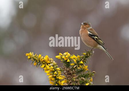 Chaffinch (Fringilla coelebs) Männchen singt auf blühendem Common Gorse (Ulex europaeus) Suffolk UK GB Februar 2023 Stockfoto