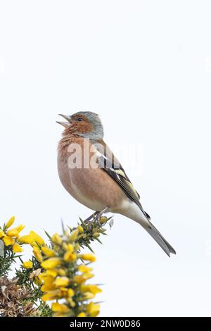 Chaffinch (Fringilla coelebs) Männchen singt auf blühendem Common Gorse (Ulex europaeus) Suffolk UK GB Februar 2023 Stockfoto