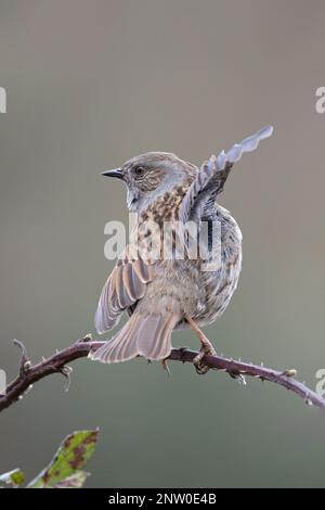 Dunnock (Prunella modularis) Flügelklappenanzeige Suffolk UK GB Februar 2023 Stockfoto