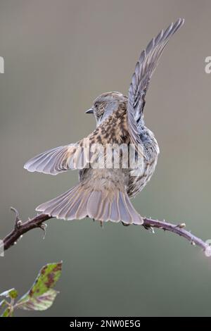 Dunnock (Prunella modularis) Flügelklappenanzeige Suffolk UK GB Februar 2023 Stockfoto