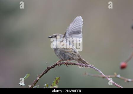 Dunnock (Prunella modularis) Flügelklappenanzeige Suffolk UK GB Februar 2023 Stockfoto