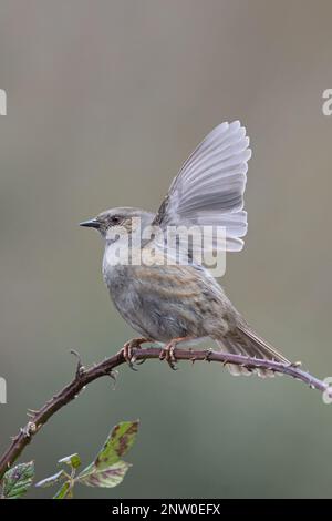 Dunnock (Prunella modularis) Flügelklappenanzeige Suffolk UK GB Februar 2023 Stockfoto