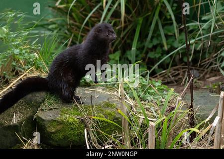 Amerikanische Nerz-Mustela-Vision Stockfoto