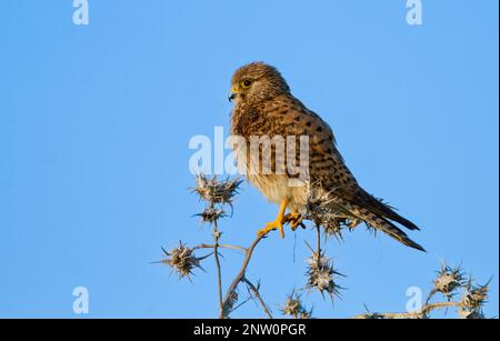 Falco tinnunculus weiblich Stockfoto