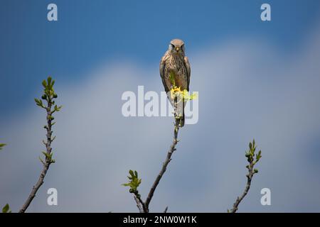 Falco tinnunculus weiblich Stockfoto