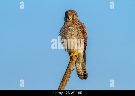 Falco tinnunculus weiblich Stockfoto