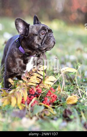 Ein schwarzer französischer Bulldog steht an einem sonnigen Herbsttag in einem Park Stockfoto