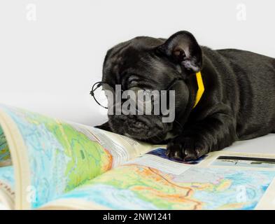 Eine kleine französische Bulldogge mit Brille liegt neben einem Buch. Das Konzept von Abenteuer und Reisen Stockfoto