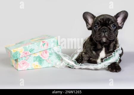 Eine kleine französische Bulldogge liegt neben einer Schachtel für Nähsachen. Das Konzept von Handwerk und Handarbeit Stockfoto