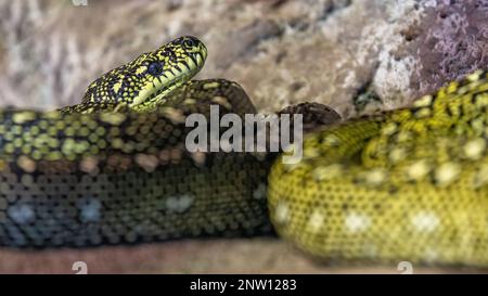 Die Diamantpython morelia spilota spilota, früher bekannt als die Teppichpython, ist eine Schlange, die im Süden Australiens zu finden ist. Stockfoto