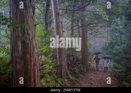 Pilger in Ogumotori-Goe Abschnitt Kumano Kodo, Nakahechi route, Wakayama, Kinki, Japan Stockfoto