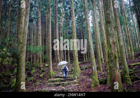 Pilger in Ogumotori-Goe Abschnitt, Kumano Kodo, Nakahechi route, Wakayama, Kinki, Japan Stockfoto