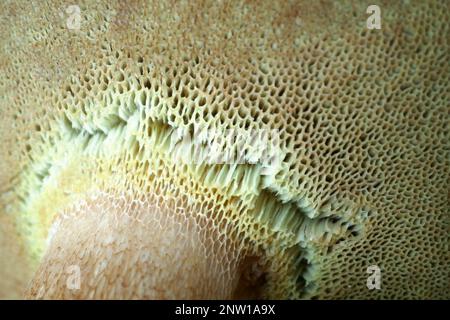 Nahaufnahme der Sporenstücke eines Boletus aereus. Stockfoto