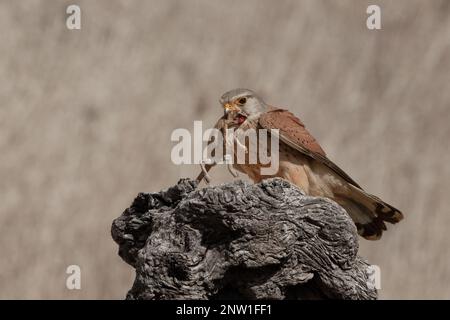 Adulter männlicher Falco tinnunculus (Falco tinnunculus) Stockfoto