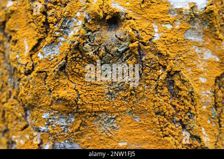 Nahaufnahme der silbernen Birkenrinde mit leuchtend orangefarbener gelber Flechte Stockfoto