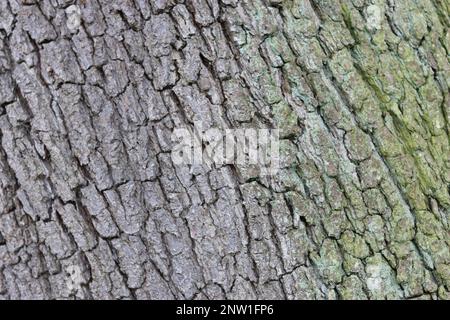 Nahaufnahme der alten Eichenrinde Stockfoto