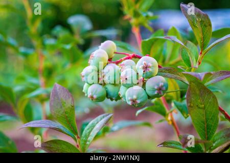 Heidelbeeren. Ein Haufen unreifer Beeren aus der Nahaufnahme Stockfoto