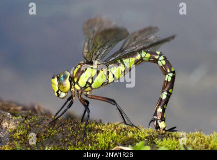 Southern Hawker Dragonfly (Aeshna cyanea), weiblich, die Eier in Mossy Bank, Herefordshire, England, legt, September Stockfoto