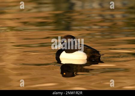 Tufted Duck (Aythya fuligula) drake Male ruht auf goldener Wasseroberfläche, Gloucestershire, England, Januar. Stockfoto