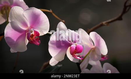 Rosa und weiße Orchideen mit schattiertem Hintergrund. Stockfoto