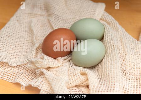 Bluebell-Aurancana-Eier und braunes Ei Stockfoto