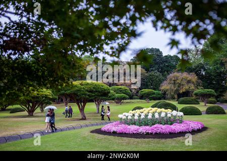 Chrysanthemum-Ausstellung in Shinjuku Gyoen Park, Tokio Stockfoto