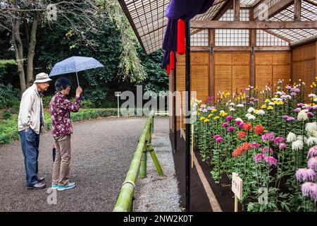 Chrysanthemum-Ausstellung in Shinjuku Gyoen Park, Tokio Stockfoto