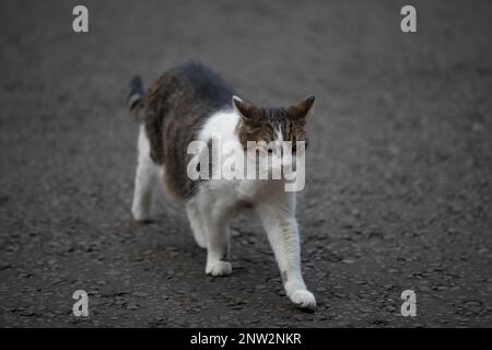 London, Vereinigtes Königreich, 27. Februar 2023. Larry, die Katze, Downing Street Nr. 10. Kredit: Uwe Deffner / Alamy Live News Stockfoto