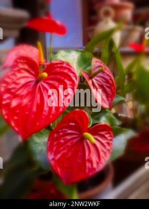 Neu, altersbeständig, digitales Zeitalter, Premium-Qualität, auffällig, Herausragendes, hochauflösendes Nadellochbild des beliebten Anthurium-Blumenporträts Stockfoto
