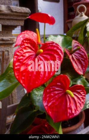 Neu, altersbeständig, digitales Zeitalter, Premium-Qualität, auffällig, Herausragendes, hochauflösendes Nadellochbild des beliebten Anthurium-Blumenporträts Stockfoto