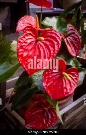 Neu, altersbeständig, digitales Zeitalter, Premium-Qualität, auffällig, Herausragendes, hochauflösendes Nadellochbild des beliebten Anthurium-Blumenporträts Stockfoto