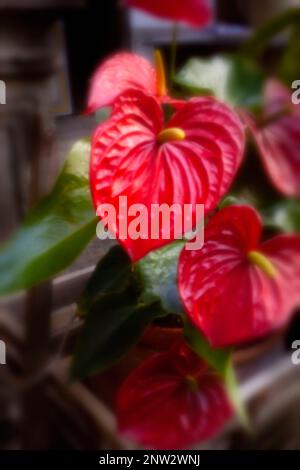 Neu, altersbeständig, digitales Zeitalter, Premium-Qualität, auffällig, Herausragendes, hochauflösendes Nadellochbild des beliebten Anthurium-Blumenporträts Stockfoto