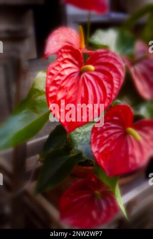 Neu, altersbeständig, digitales Zeitalter, Premium-Qualität, auffällig, Herausragendes, hochauflösendes Nadellochbild des beliebten Anthurium-Blumenporträts Stockfoto