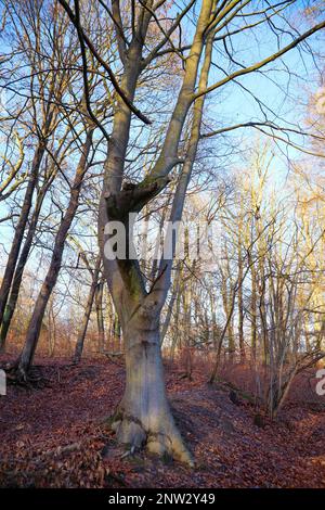 Eine Buche auf dem Wanderweg Mühlenteich am Dammsmühle Schloss im Winter, Bundesland Brandenburg - Deutschland Stockfoto