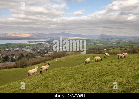 Bantry, West Cork, Irland. 28. Februar 2023. Eine Schafherde grast auf dem Hügel von Seskin, mit Bantry Town als Kulisse. Kredit: AG News/Alamy Live News Stockfoto