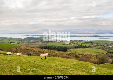 Bantry, West Cork, Irland. 28. Februar 2023. Eine Schafherde grast auf dem Hügel von Seskin, mit Bantry Town als Kulisse. Kredit: AG News/Alamy Live News Stockfoto