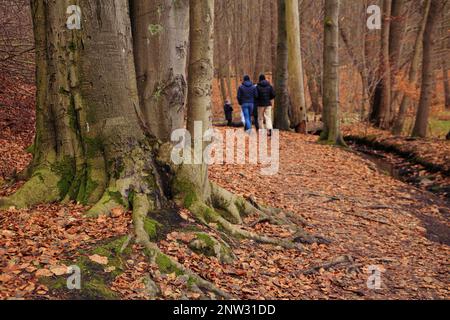 Eine alte Buche auf dem Wanderweg Mühlenteich am Dammsmühle Schloss im Winter, Bundesland Brandenburg - Deutschland Stockfoto