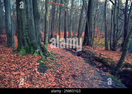 Eine alte Buche auf dem Wanderweg Mühlenteich am Dammsmühle Schloss im Winter, Bundesland Brandenburg - Deutschland Stockfoto