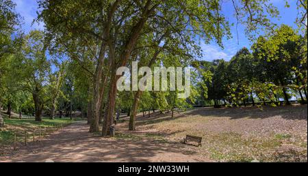 Villa borghese Garten in Rom, Italien: Einsame Bank umgeben von Bäumen. Stockfoto
