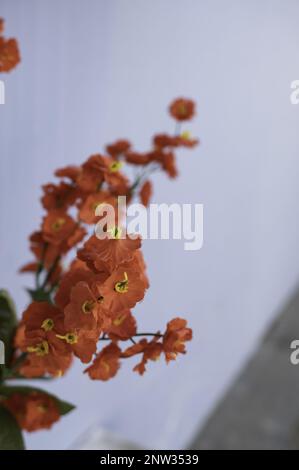 Details von roten Blumen auf einem Friedhof, Gedächtnis und Trauer, Tribut Stockfoto